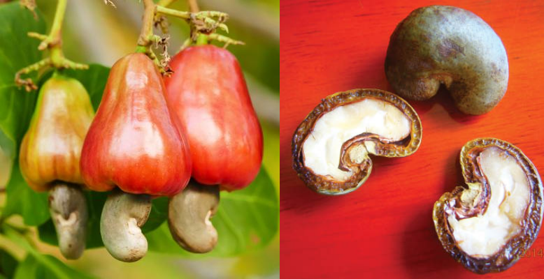 关于坚果你可能不知道的趣事